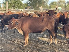 90  Brahman X Shorthorn Cows