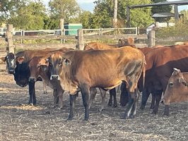 90  Brahman X Shorthorn Cows