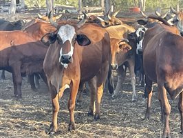 90  Brahman X Shorthorn Cows