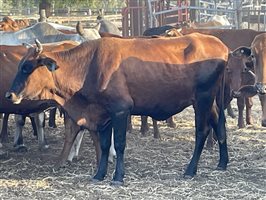 90  Brahman X Shorthorn Cows
