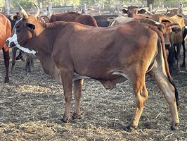 90  Brahman X Shorthorn Cows