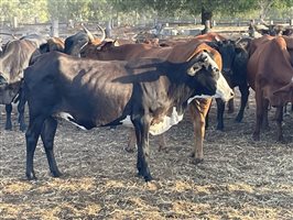 90  Brahman X Shorthorn Cows