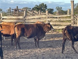 90  Brahman X Shorthorn Cows
