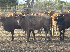 90  Brahman X Shorthorn Cows