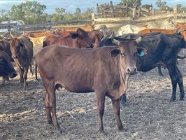 90  Brahman X Shorthorn Cows