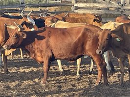 90  Brahman X Shorthorn Cows