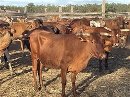 90  Brahman X Shorthorn Cows