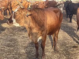 90  Brahman X Shorthorn Cows