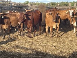 90  Brahman X Shorthorn Cows