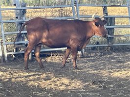 90  Brahman X Shorthorn Cows