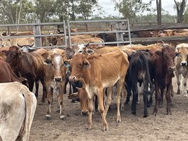83  Brahman X Shorthorn Weaners