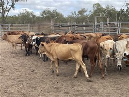 83  Brahman X Shorthorn Weaners