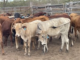 83  Brahman X Shorthorn Weaners