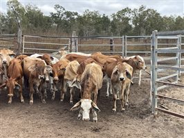83  Brahman X Shorthorn Weaners