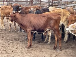 83  Brahman X Shorthorn Weaners
