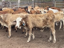 83  Brahman X Shorthorn Weaners