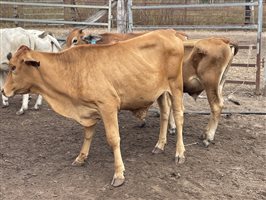 83  Brahman X Shorthorn Weaners