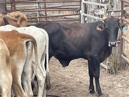 83  Brahman X Shorthorn Weaners