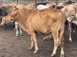 83  Brahman X Shorthorn Weaners