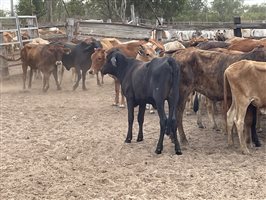 83  Brahman X Shorthorn Weaners