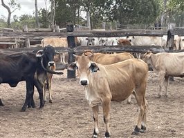 83  Brahman X Shorthorn Weaners