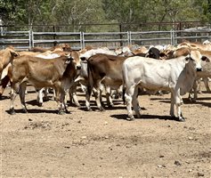 190  Brahman Steers