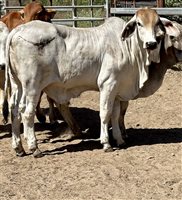 190  Brahman Steers