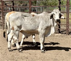 190  Brahman Steers