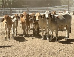 190  Brahman Steers