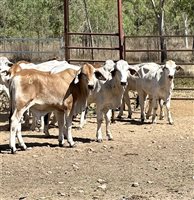 190  Brahman Steers