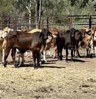 190  Brahman Steers