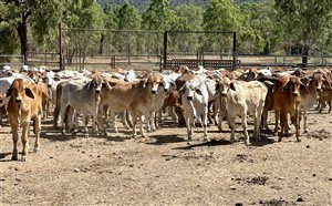 190  Brahman Steers