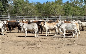 190  Brahman Steers