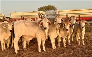 479  Brahman Weaners