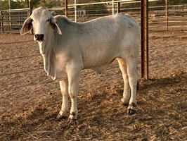 479  Brahman Weaners