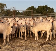 479  Brahman Weaners