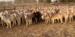 479  Brahman Weaners