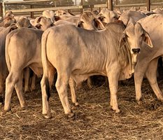479  Brahman Weaners