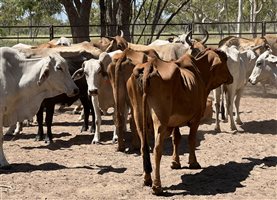 85  Brahman X Droughtmaster Cows