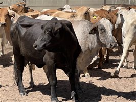 85  Brahman X Droughtmaster Cows