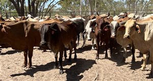 85  Brahman X Droughtmaster Cows