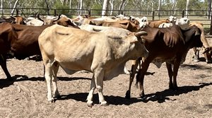 85  Brahman X Droughtmaster Cows