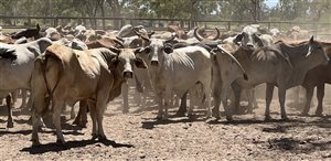 85  Brahman X Droughtmaster Cows