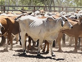 85  Brahman X Droughtmaster Cows