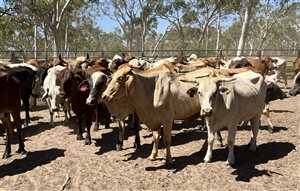 85  Brahman X Droughtmaster Cows