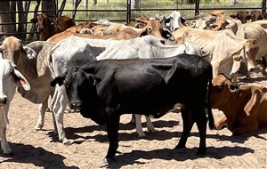 85  Brahman X Droughtmaster Cows