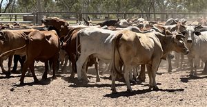 85  Brahman X Droughtmaster Cows