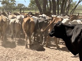 85  Brahman X Droughtmaster Cows