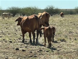 188 PCAS  Brahman X Brahman Cows & Calves