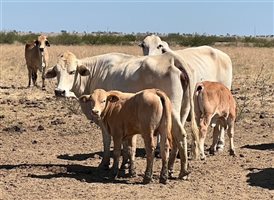 188 PCAS  Brahman X Brahman Cows & Calves